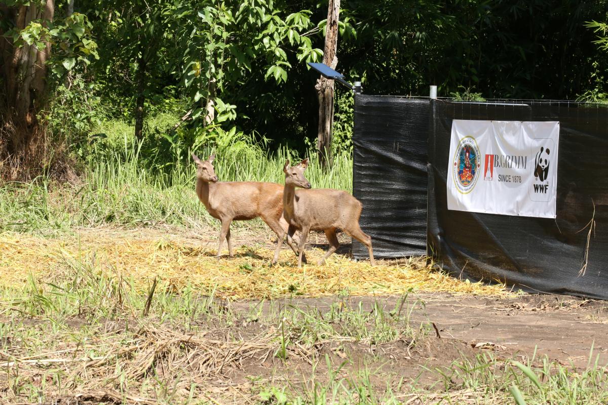 Release of sambar in their natural habitat