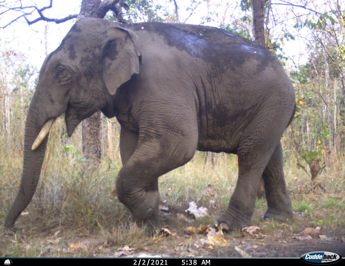 Camera trap photo elephant