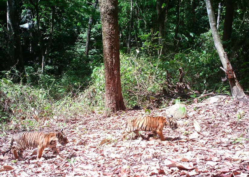 Tigers in the Mae Wong national park  image 2