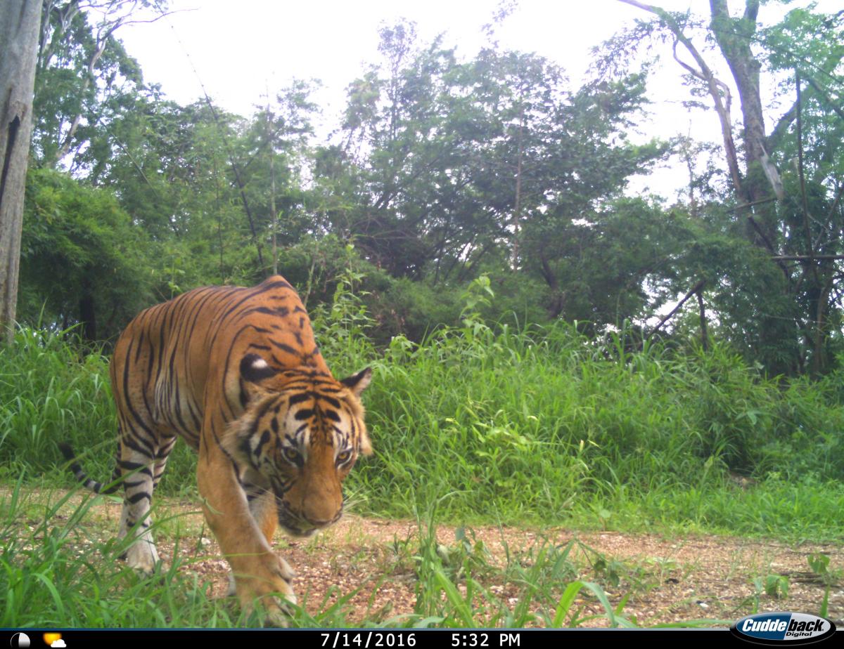 Tigers in the Mae Wong National Park
