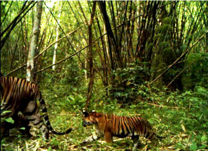 Tigers in the Mae Wong National Park