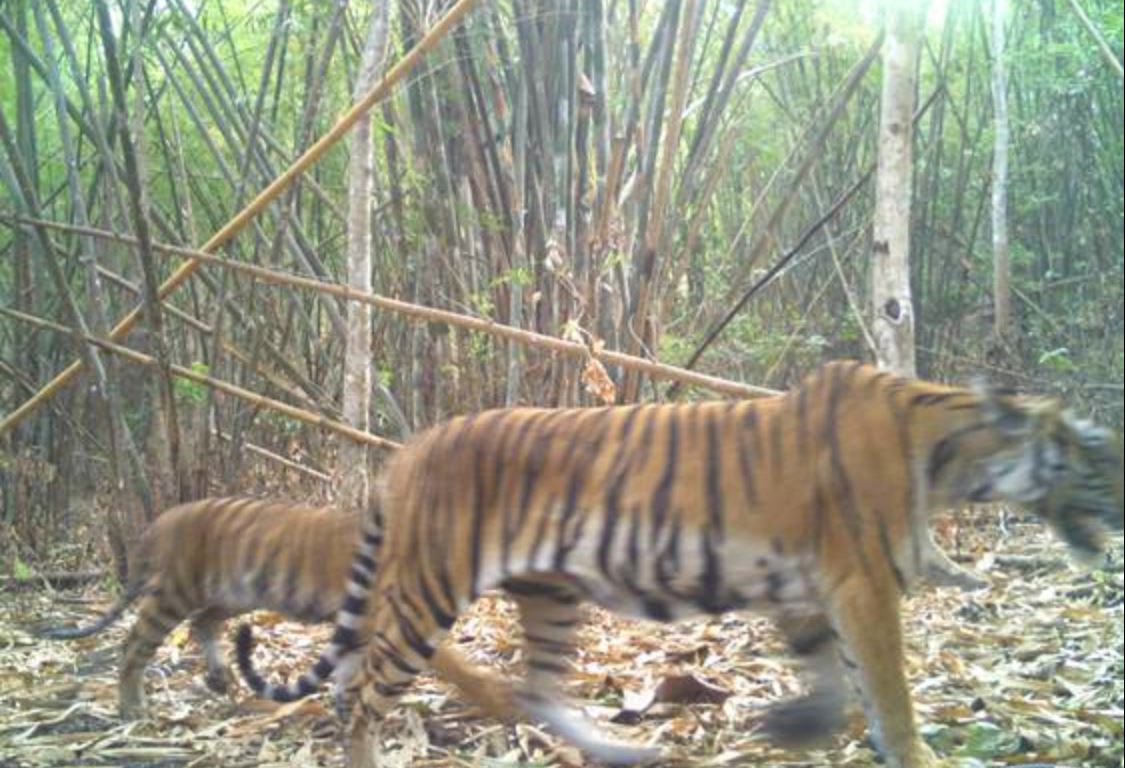 Kamerafalle Bild 3 Tiger mit Jungem