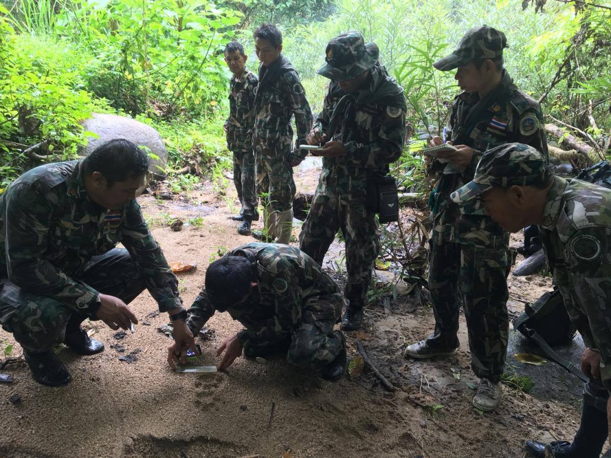 Patrouillengang durch den Dschungel: Tigerspur