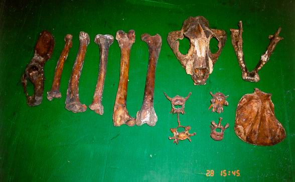 Sichergestellte Schmuggelware: ein Tigerskelett